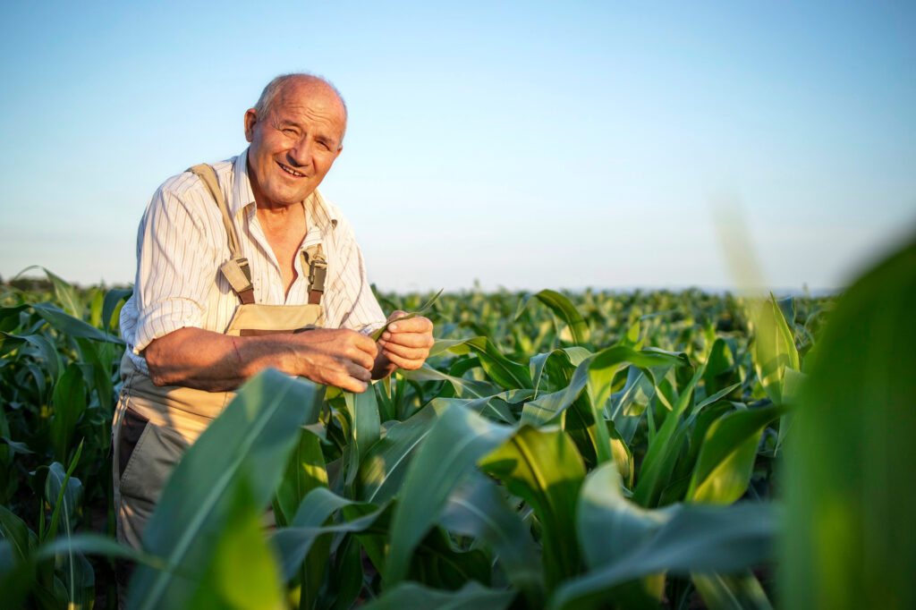 Agriculteur dans un champ de colza
