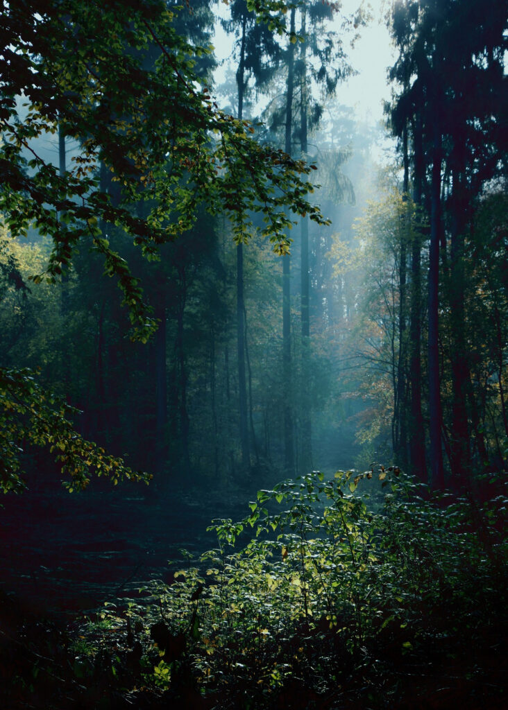 Forêt de conifères
