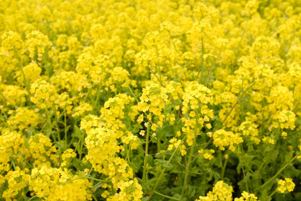 Champ de colza en fleurs